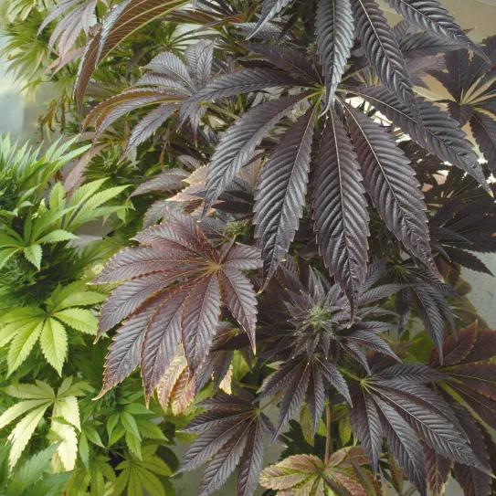 Esta planta adquirió un tono morado intenso en todas sus partes.