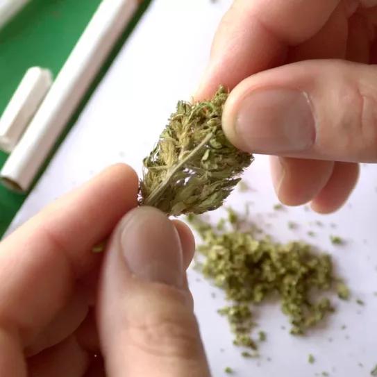 Legisladores alemanes piden mejorar la ley del cannabis 