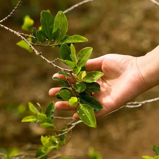 Legalizar la hoja de coca inmediatamente, y la cocaína cuando se pueda: el plan de Colombia 