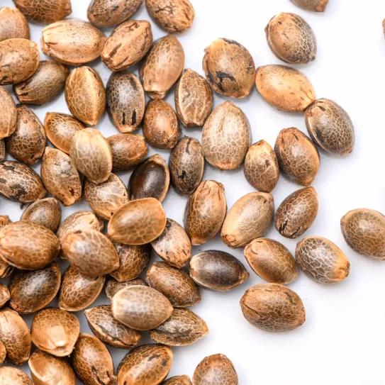 Guía 2024: tipos de semilla de marihuana MatillaPlant