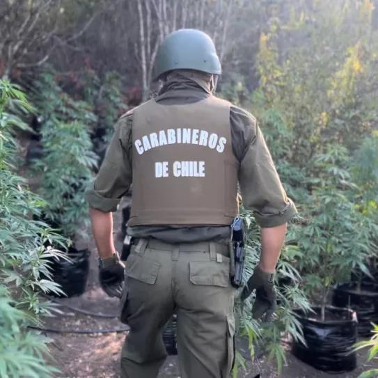 Chile aumentó un 154% las incautaciones de cannabis