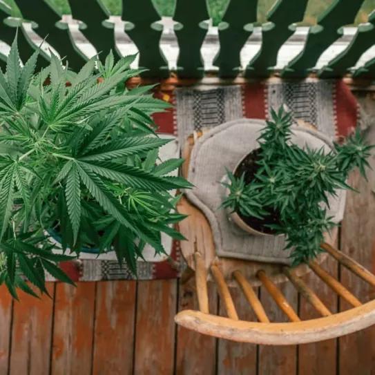 Nueva York estableció las reglas para el autocultivo de cannabis