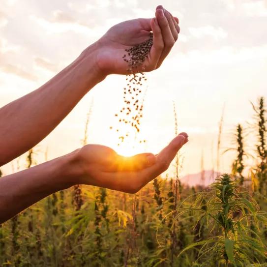 Grow Industry revoluciona el sector del Grow Shop en España