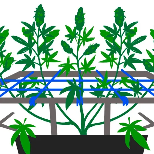 ‘Screen of green’ 