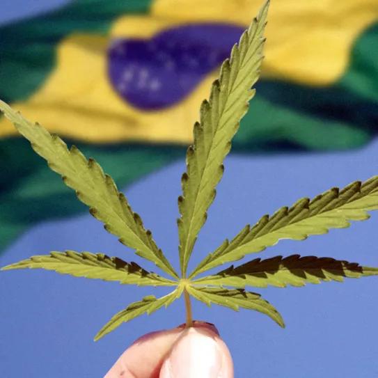 El futuro del cáñamo en Brasil se decide este año