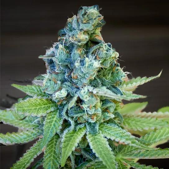 C. Banana, de Philosopher Seeds