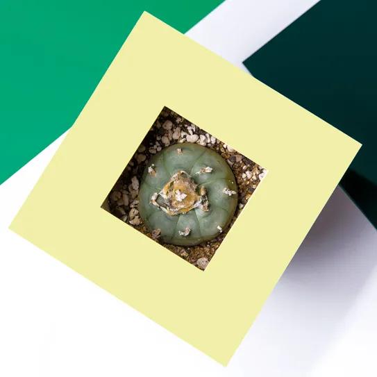 Falsos peyotes, verdaderos peyotes 