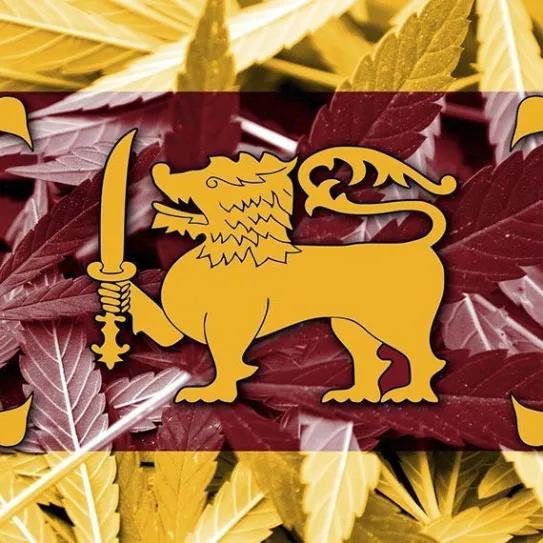 Sri Lanka abre proyectos de aceite de cannabis para exportación
