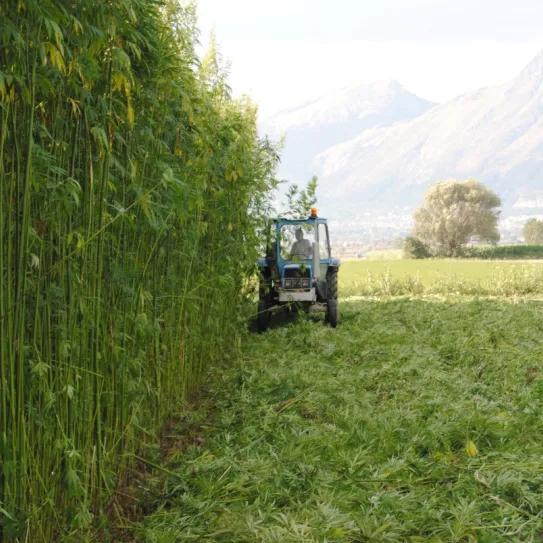 Asociaciones agrícolas italianas exigen claridad ante veto del cáñamo