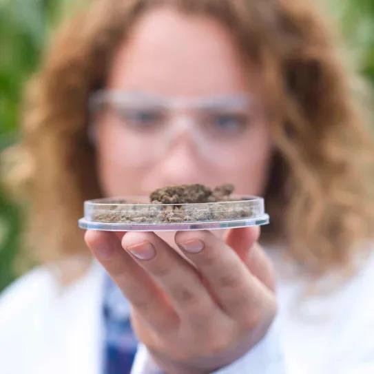 Identifican nuevo cannabinoide con potencial dermatológico