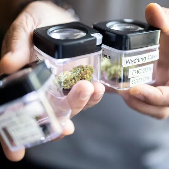 Zürich busca extender su programa piloto de cannabis hasta 2028