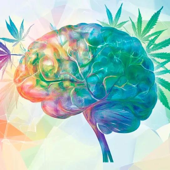 Microdosis de THC-CBD mejora la cognición en Alzheimer