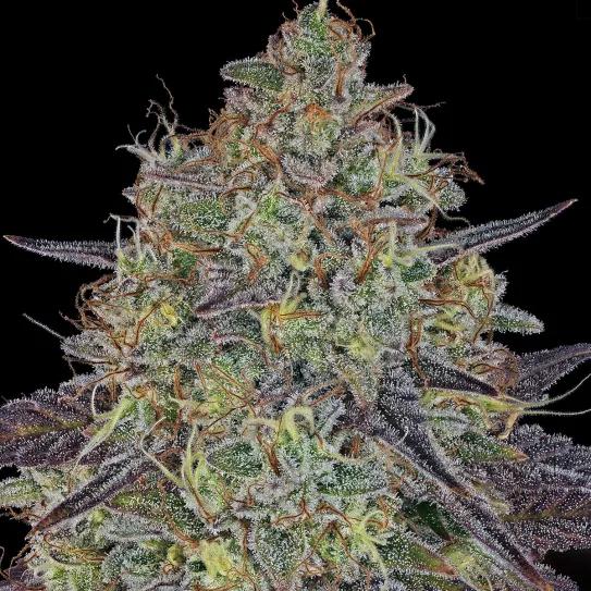 Sour Diesel: brillo atemporal de la vieja escuela