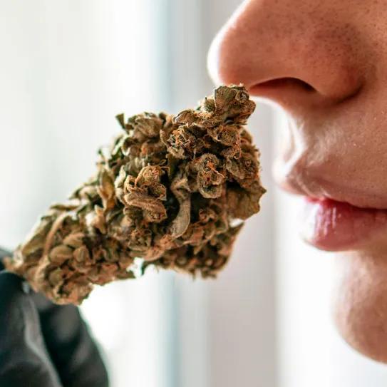 El aroma del cannabis también define su calidad