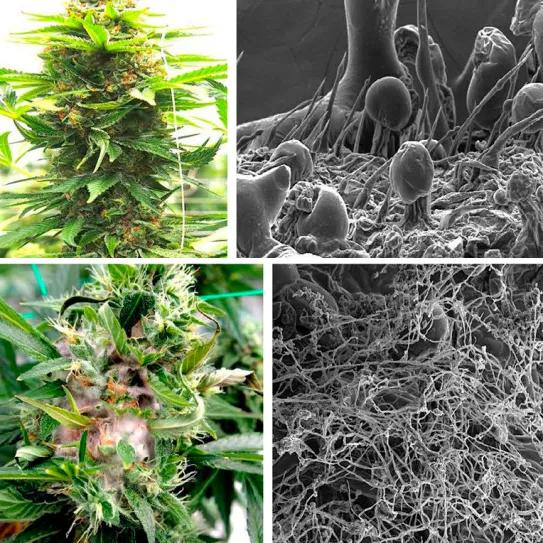 Micobioma del cannabis y el cáñamo