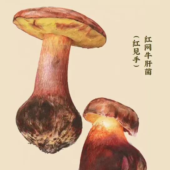 Lanmaoa asiatica, el hongo que hace ver entidades diminutas