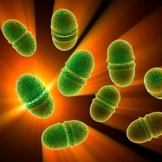 Un estudio prueba CBD contra bacterias Enterococcus resistentes