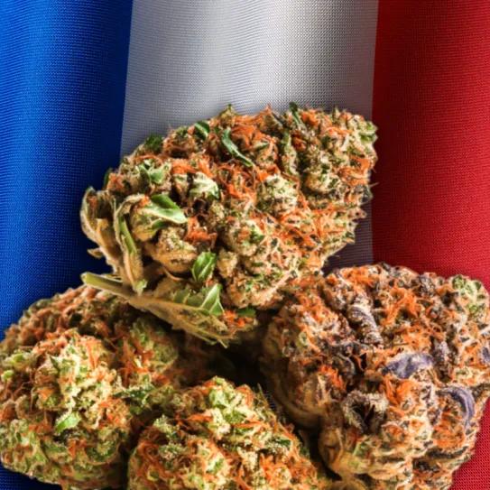 Francia extiende el cannabis medicinal y demora su regulación definitiva
