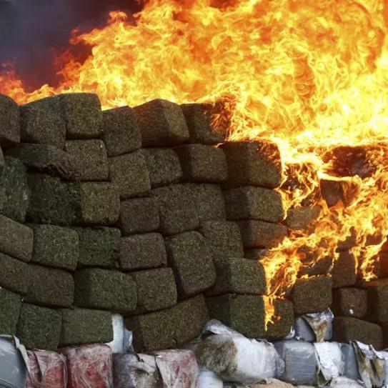Canadá destruye más cannabis legal del que vende