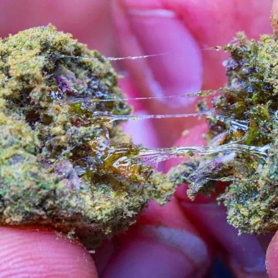 Imagen sin descripción