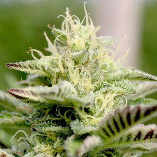 Imagen sin descripción