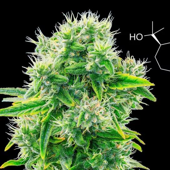 Imagen sin descripción