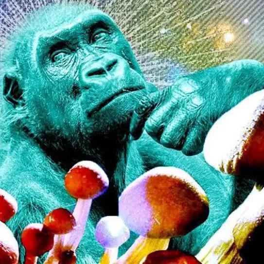 Imagen sin descripción