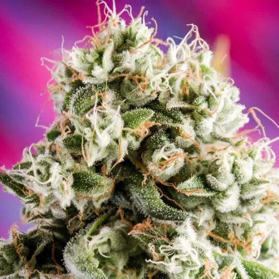 Imagen sin descripción