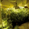 Cultivo de interior 