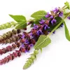 ¿Qué es la salvia y por qué es legal en mucho lugares?