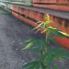 Crece planta de marihuana en estadio de fútbol
