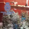 Plantación de cannabis