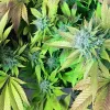 “Northern Lights”, la aurora boreal del cannabis