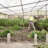 Incautadas 18.081 plantas de marihuana en tres viveros de Vélez-Málaga