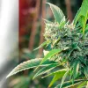 Aumenta el uso de CBD en Italia