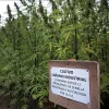Cultivo en España