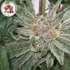 Cherry AK DE Gramovatio Growshop
