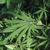 Planta de cannabis