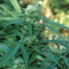 Planta de cannabis