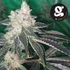 G-life Regular Seeds