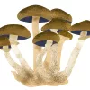 Hongos