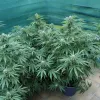 Plantas de cannabis