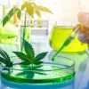 Científicos podrán investigar la marihuana gracias a nueva ley del Congreso de los EE.UU