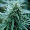 Sativa inmadura