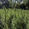 Plantación de cannabis