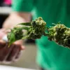 Maine vende 250.000 dólares en marihuana legal en su primer fin de semana