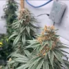 El ciclo de la vida de la marihuana en “time lapse”