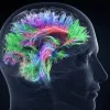 Psilocibina puede cambiar positivamente las emociones y las funciones cerebrales a largo plazo