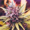 Tu hierba más verde: ¿Por qué elegir el cultivo 100% orgánico? BioBizz