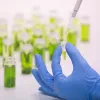 Dos investigadores catalanes descubren 16 nuevos cannabinoides 